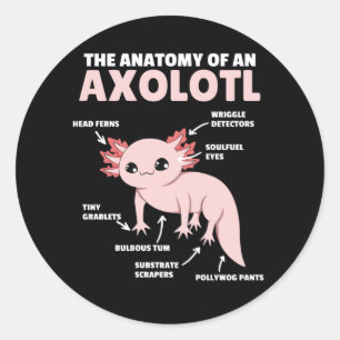 Anatomie eines Axolotl Runder Aufkleber
