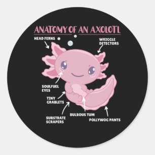 Anatomie eines Axolotl Runder Aufkleber