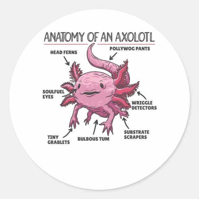 Anatomie eines Axolotl Runder Aufkleber (Vorderseite)