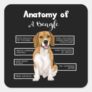 Anatomie eines Beagle Funny Hund Liebhaber Geschen Quadratischer Aufkleber