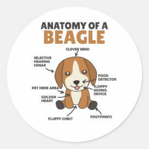 Anatomie eines Beagle Niedliche Hunde Welpe Runder Aufkleber