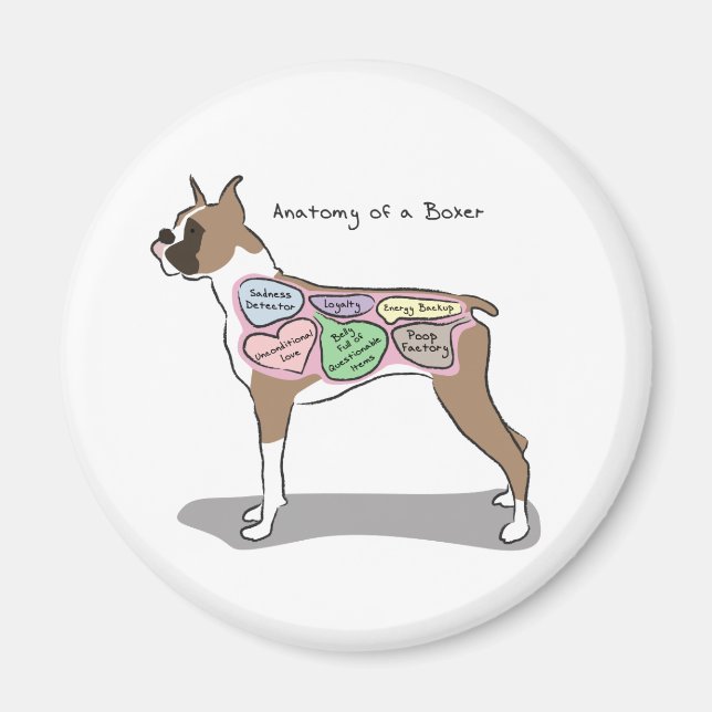 Anatomie eines Boxer-Hundes Magnet (Vorne)