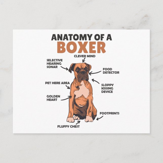 Anatomie eines Boxer Sweet Dog Welpen Postkarte (Vorderseite)