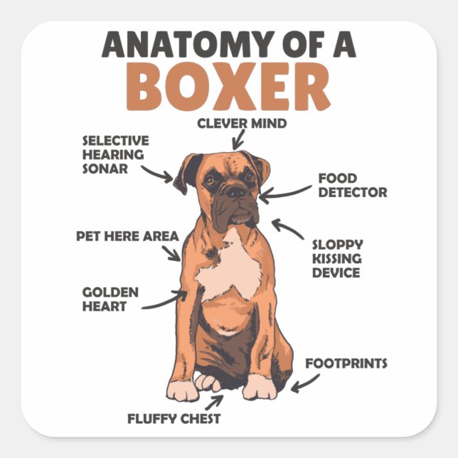 Anatomie eines Boxer Sweet Dog Welpen Quadratischer Aufkleber (Vorderseite)