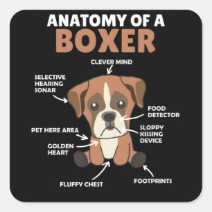 Anatomie eines Boxer Sweet Dog Welpen Quadratischer Aufkleber
