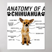 Anatomie eines chihuahua Hundes Liebhaber Mann