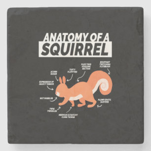 Anatomie eines Eichhörnchens Steinuntersetzer