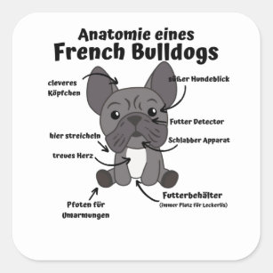 Anatomie eines französischen Bulldoggen-Hundes Quadratischer Aufkleber