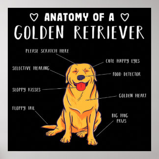 Anatomie eines Golden Retriever Poster