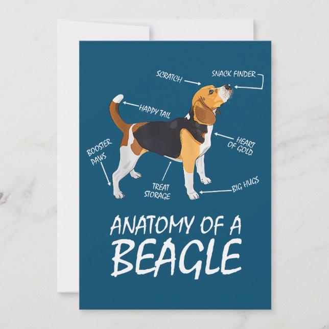 Anatomie eines Hundes aus Beagle (Vorderseite)
