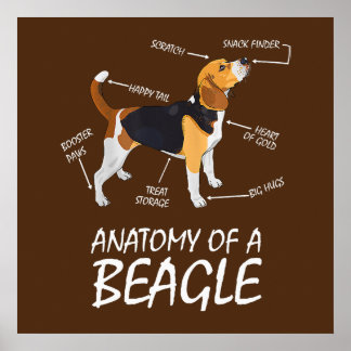 Anatomie eines Hundes aus Beagle Poster