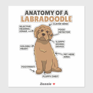 Anatomie eines Labradoodle-Niedlichen Hündchens Aufkleber