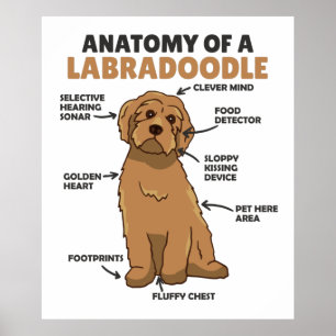 Anatomie eines Labradoodle-Niedlichen Hündchens Poster