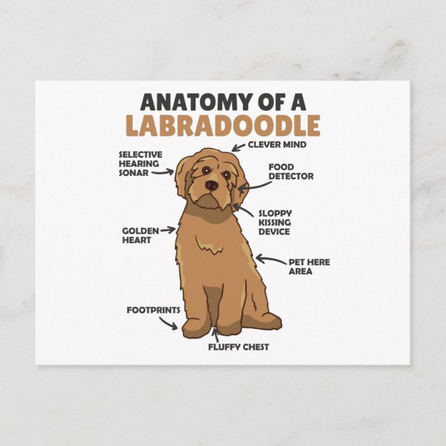 Anatomie eines Labradoodle-Niedlichen Hündchens Postkarte (Vorderseite)