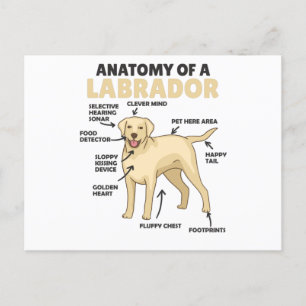 Anatomie eines Labrador Retriever Sweet Hunde Postkarte