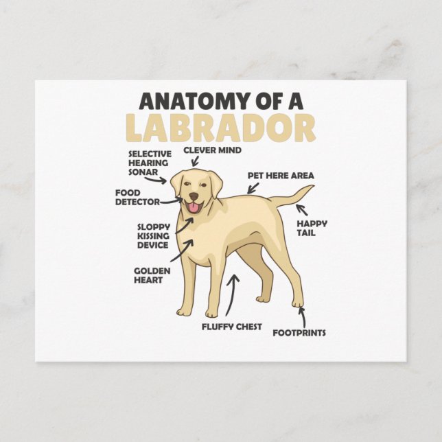 Anatomie eines Labrador Retriever Sweet Hunde Postkarte (Vorderseite)