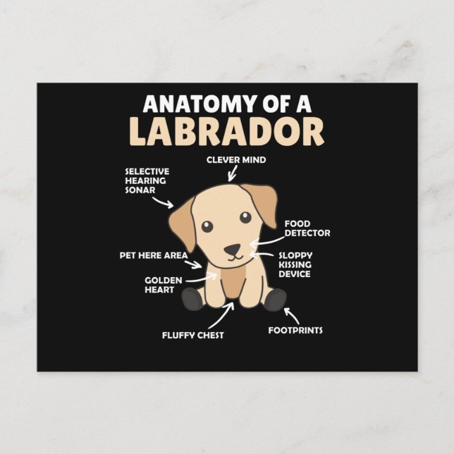 Anatomie eines Labrador Retriever Sweet Hunde Postkarte (Vorderseite)