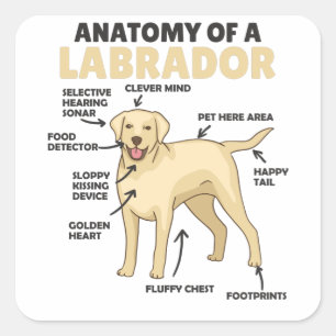 Anatomie eines Labrador Retriever Sweet Hunde Quadratischer Aufkleber