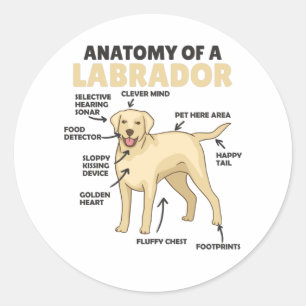 Anatomie eines Labrador Retriever Sweet Hunde Runder Aufkleber