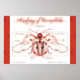 Anatomie eines Ladybugs (Coccinellidae) Poster