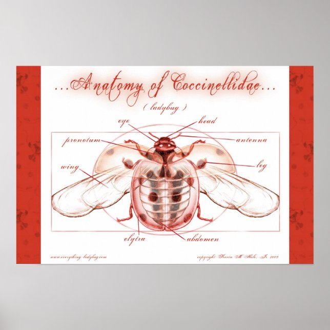 Anatomie eines Ladybugs (Coccinellidae) Poster (Vorne)