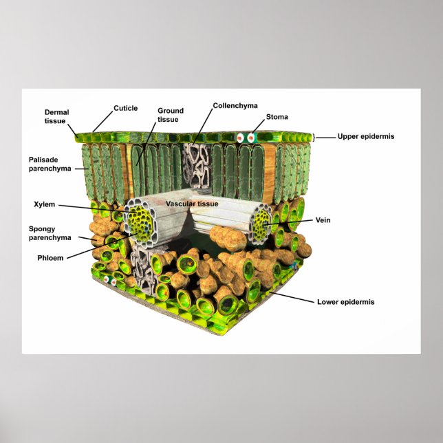 Anatomie eines Leaf-Posters Poster (Vorne)