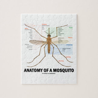 Anatomie eines Moskitos (Entomologie) Puzzle