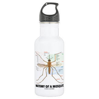Anatomie eines Moskitos (Entomologie) Trinkflasche