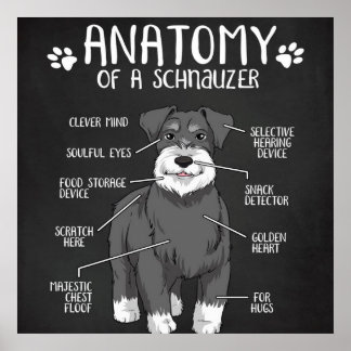 Anatomie eines Niedlichen Schnauzer-Hundes Poster