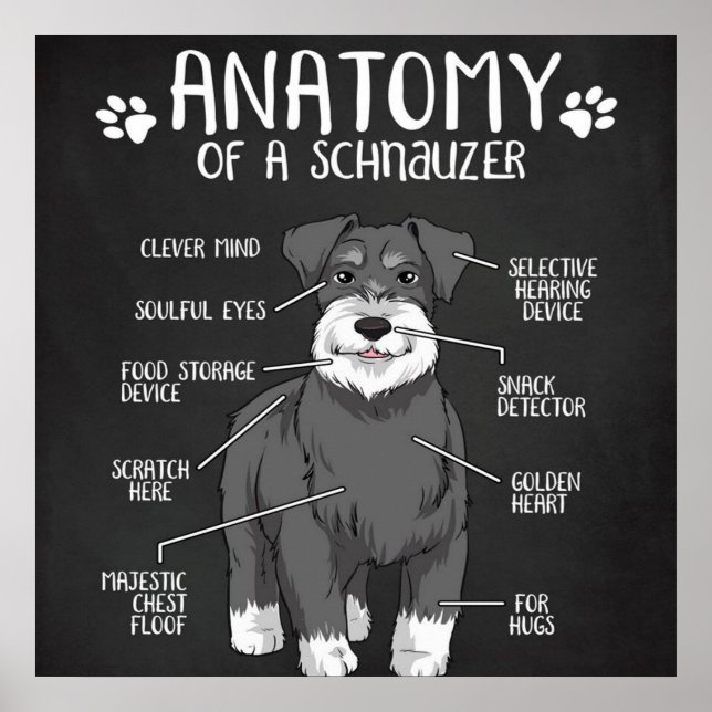 Anatomie eines Niedlichen Schnauzer-Hundes Poster (Vorne)