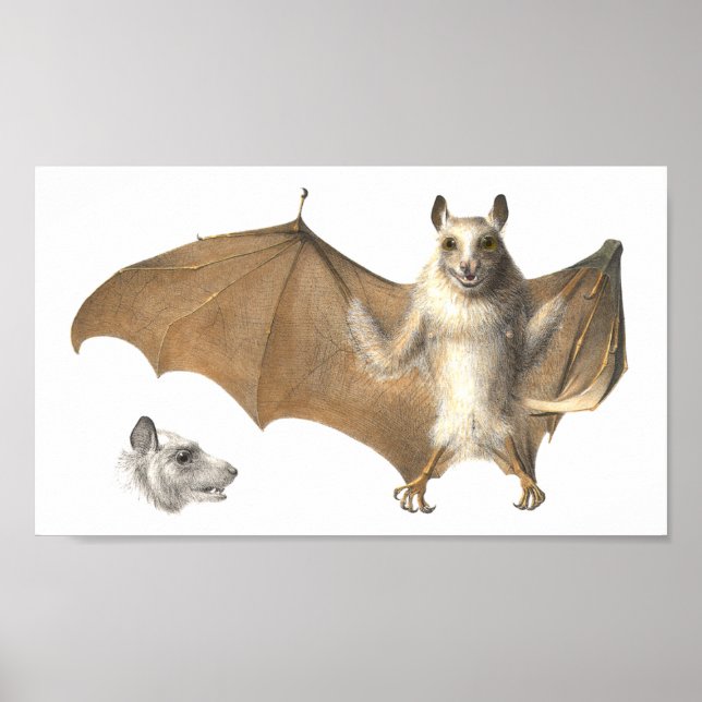 Anatomie eines Obstbades - Antiquitätengravur Poster (Vorne)