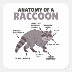 Anatomie eines Raccoon Quadratischer Aufkleber