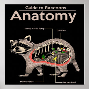 Anatomie eines Raccoons   Niedlich Panda Lover Poster