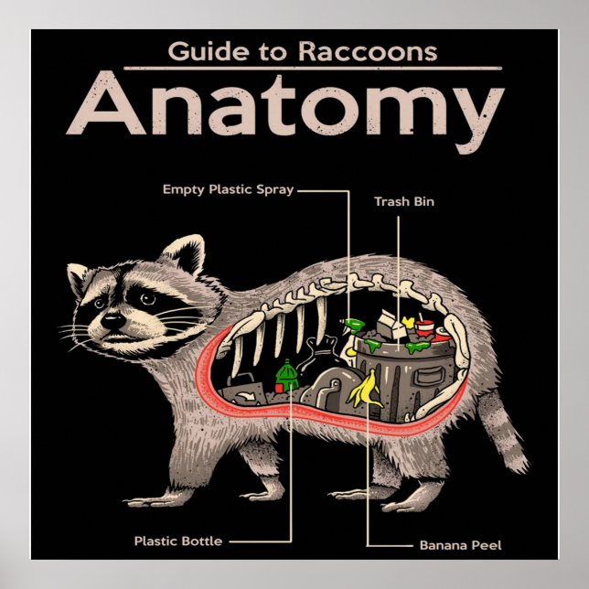 Anatomie eines Raccoons | Niedlich Panda Lover Poster (Vorne)
