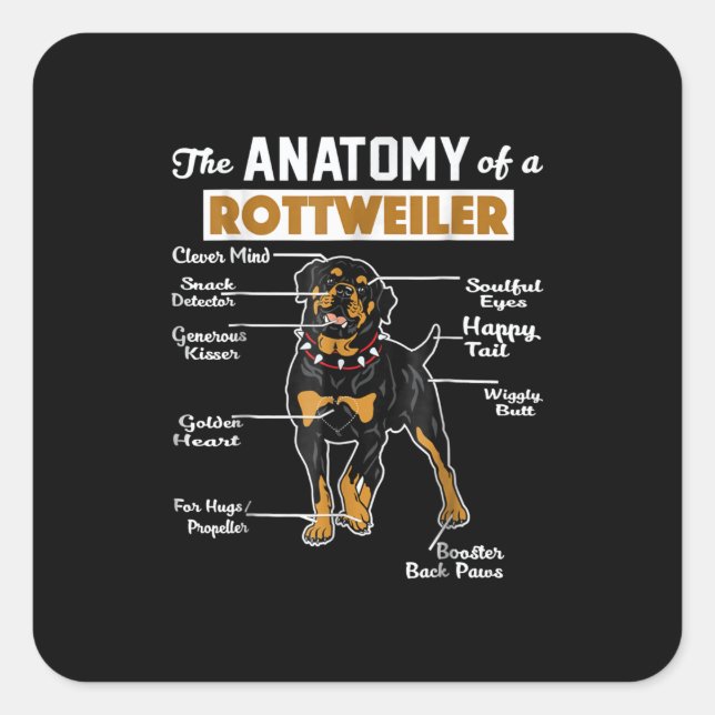 Anatomie eines Rottweilers Quadratischer Aufkleber (Vorderseite)