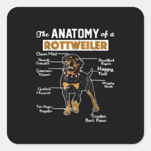Anatomie eines Rottweilers Quadratischer Aufkleber