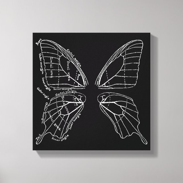 Anatomie eines Schmetterlingsflügels Vintages Diag Leinwanddruck (Vorderseite)