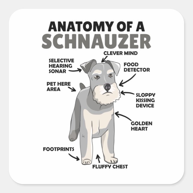 Anatomie eines Schnauzer-Niedlichen Hundes Quadratischer Aufkleber (Vorderseite)