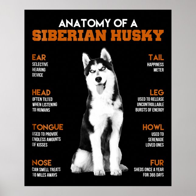 Anatomie eines sibirischen Husky-Hundes lustige Ku Poster (Vorne)