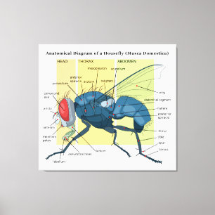 Anatomie eines Stubenfliegen-DiagrammMusca Leinwanddruck