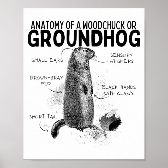 Anatomie eines Waldmurmeltiers oder eines Murmelti Poster (Vorne)