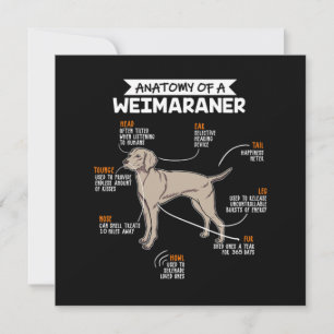 Anatomie eines Weimaraner-Hundes Einladung