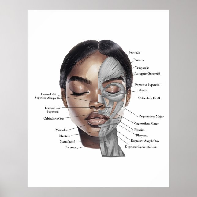 Anatomie-Gesichtsdruck 3 Poster (Vorne)