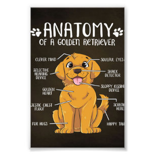 Anatomie Golden Retriever   Golden Retriever Lover Fotodruck