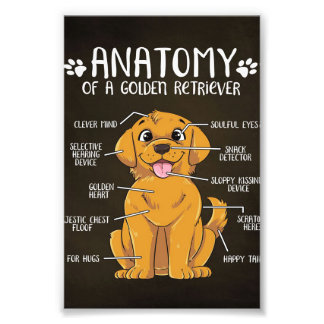 Anatomie Golden Retriever | Golden Retriever Lover Fotodruck