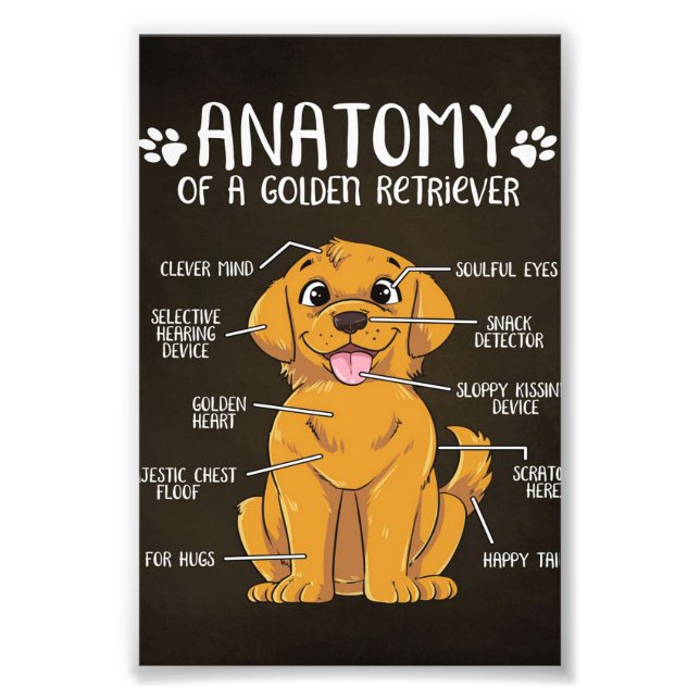 Anatomie Golden Retriever | Golden Retriever Lover Fotodruck (Vorne)