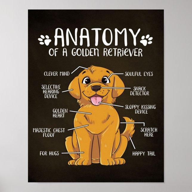 Anatomie Golden Retriever | Golden Retriever Lover Poster (Vorne)
