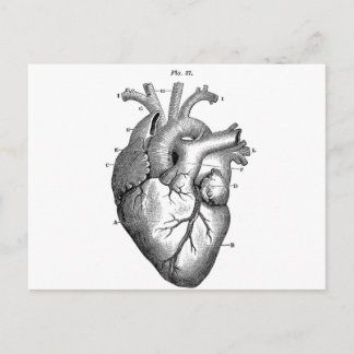 Anatomie-Herz-Bilder-Antik Postkarte