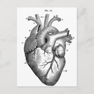 Anatomie-Herz-Bilder-Antik Postkarte