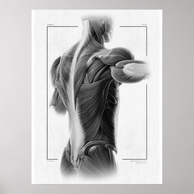 Anatomie in Motion Body Poster - 18 x 24 (Vorne)